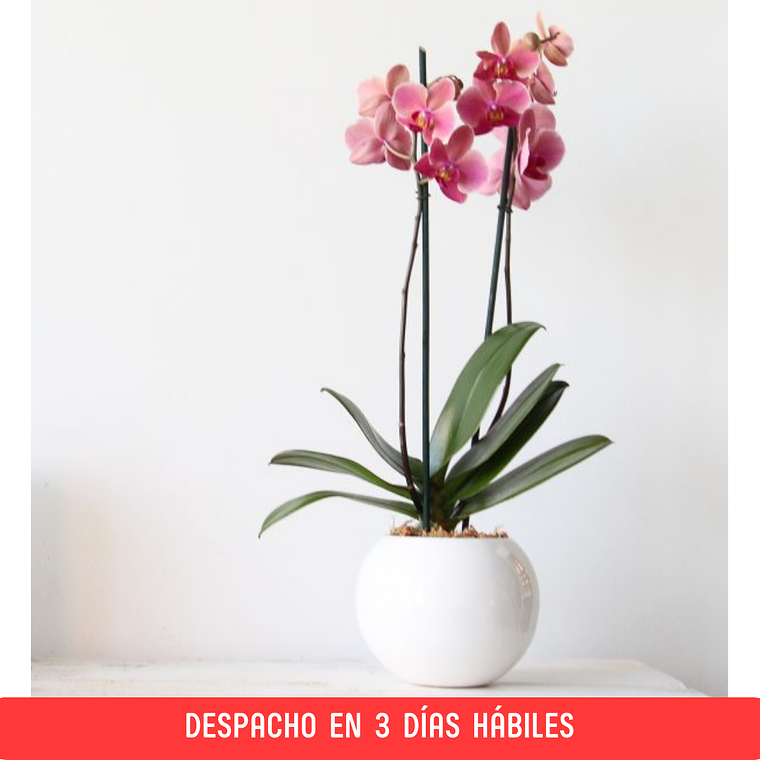 Orquídea Grande en esfera Cerámica 1