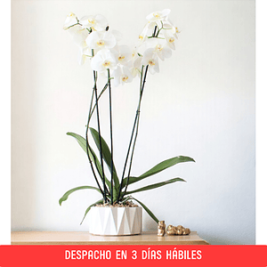 Orquídea Grande en Base Origami. 