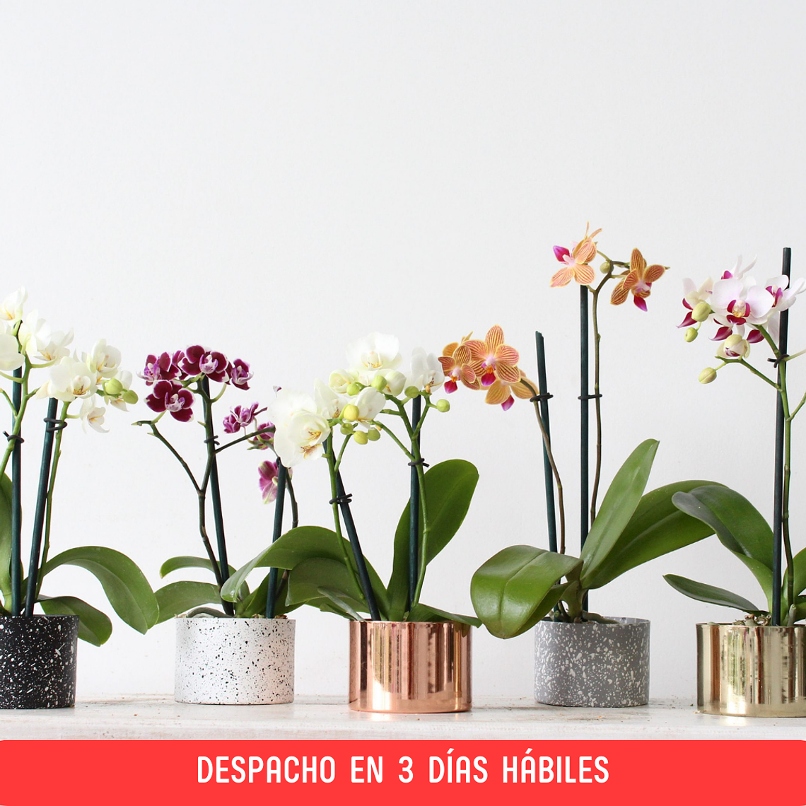 Mini Orquídea en Maceta de Metal 1