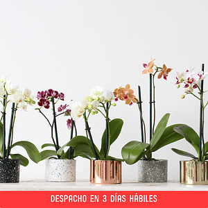 Mini Orquídea en Maceta de Metal