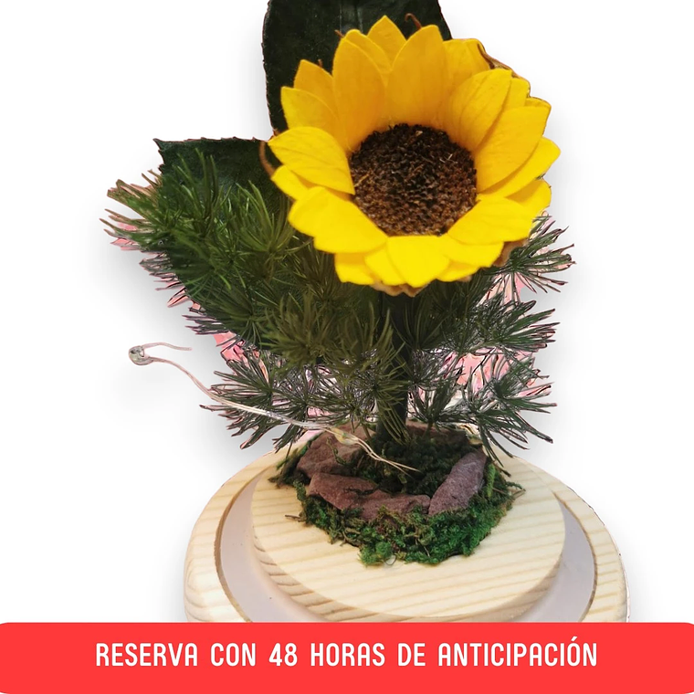 Mini Girasol en Cúpula de luces 1