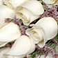 Ramo de 12 Rosas Blancas Frescas  [Elija Color] - thumbnail 2