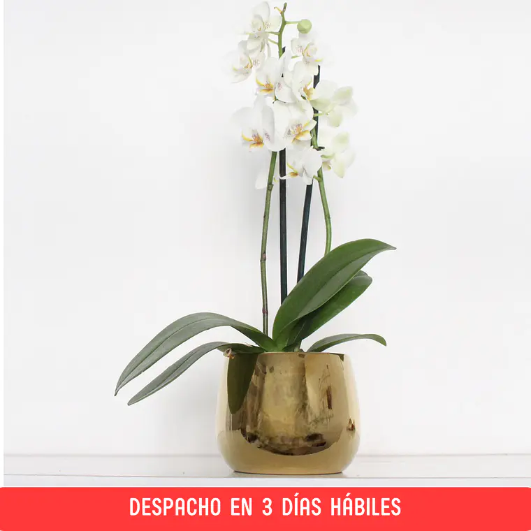 Orquídea Mini en Macetero Gold 1