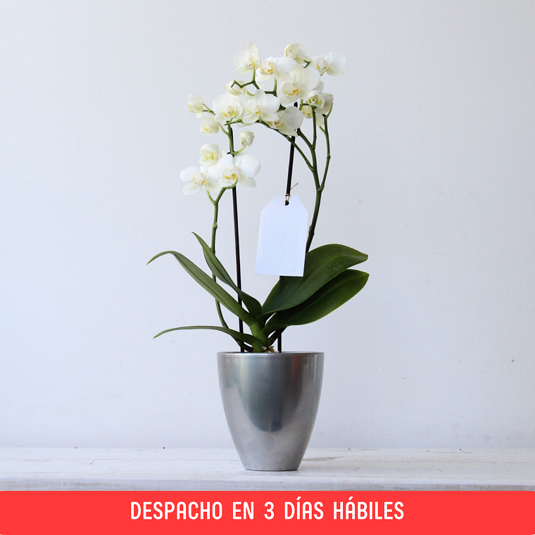 Orquídea Mediana en Maceta Elegance  1