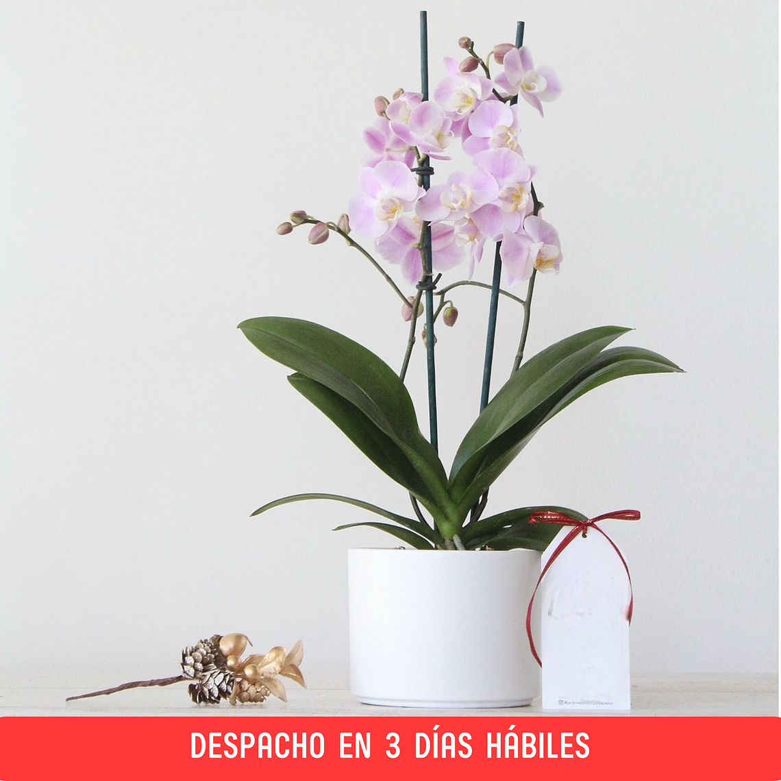 Orquídea Mediana en Maceta Cono 1