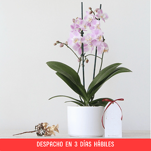 Orquídea Mediana en Maceta Cono