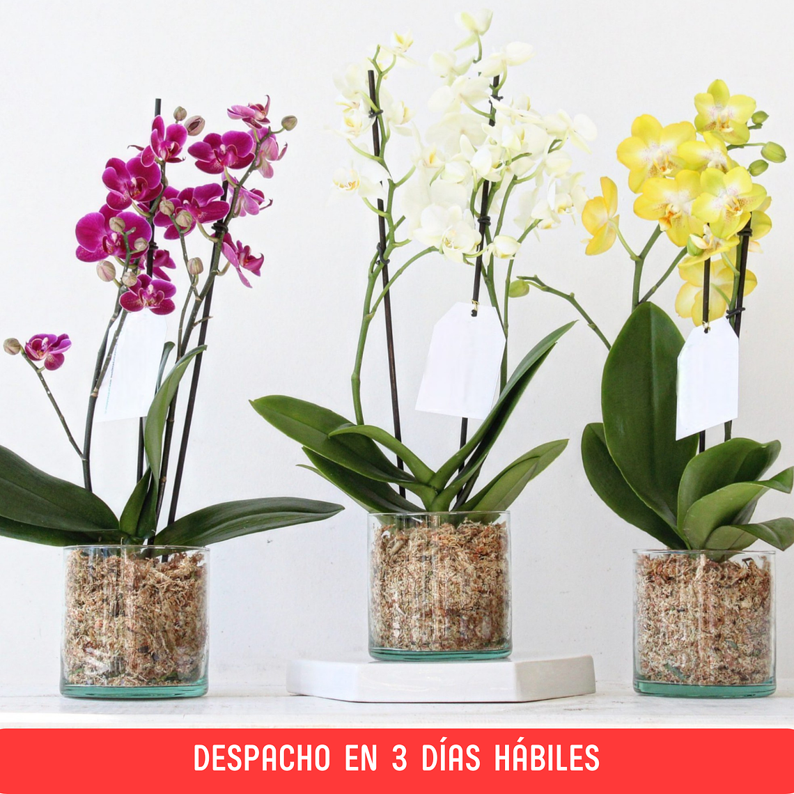 Orquídea Mediana en Maceta Vidrio 1