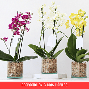 Orquídea Mediana en Maceta Vidrio