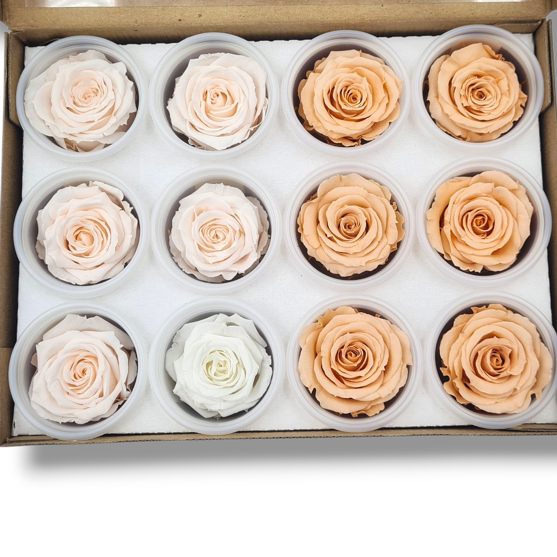 Caja de 12 Mini Rosas Eternas: Rosas Blancas, Nude y Durazno 1