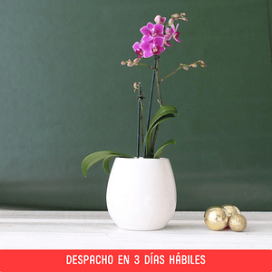 Mini Orquídea en Macetero Cerámico