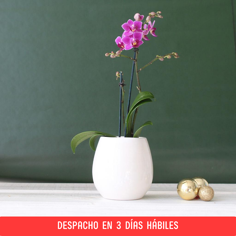 Mini Orquídea en Macetero Cerámico 1
