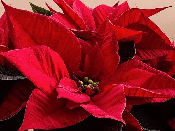 La Flor de Pascua: historia y significado.