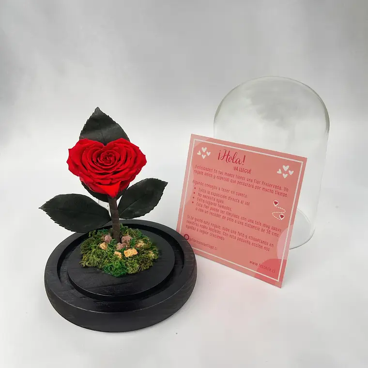 Mini Rosa eterna en Forma de Corazón 3