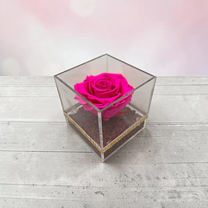 Rosa Preservada Fucsia en Cubo de Acrílico