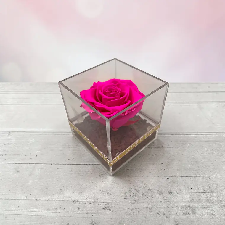 Rosa Preservada Fucsia en Cubo de Acrílico 1