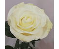 Ramo de Rosas Brancas