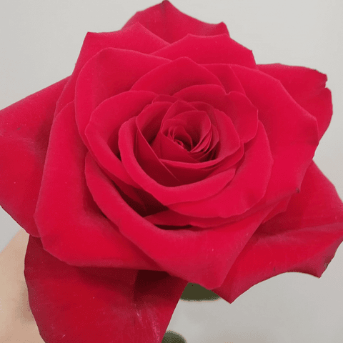 Heart of White and Red Flowers