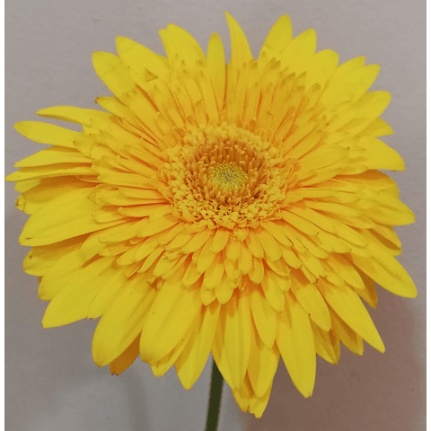 Coroa de Flores Verdes e Amarelas