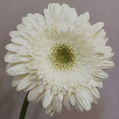 Wreath of White and Yellow Flowers