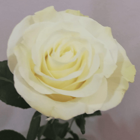 Coração de Rosas Brancas e Cor-de-Rosa