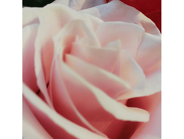 Heart of White and Pink Roses