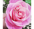 Coração de Rosas Brancas e Cor-de-Rosa
