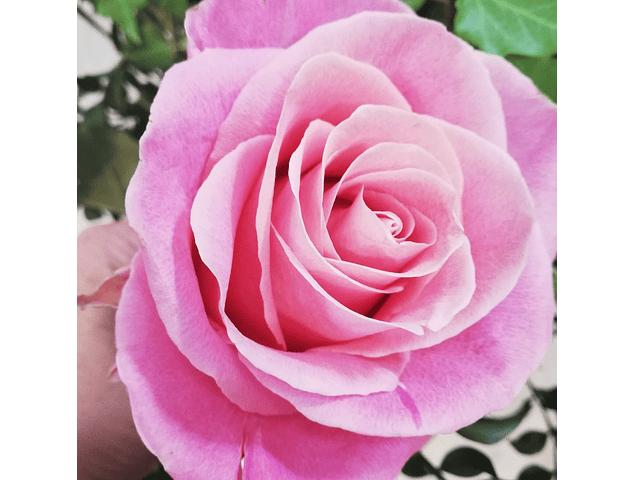 Heart of White and Pink Roses