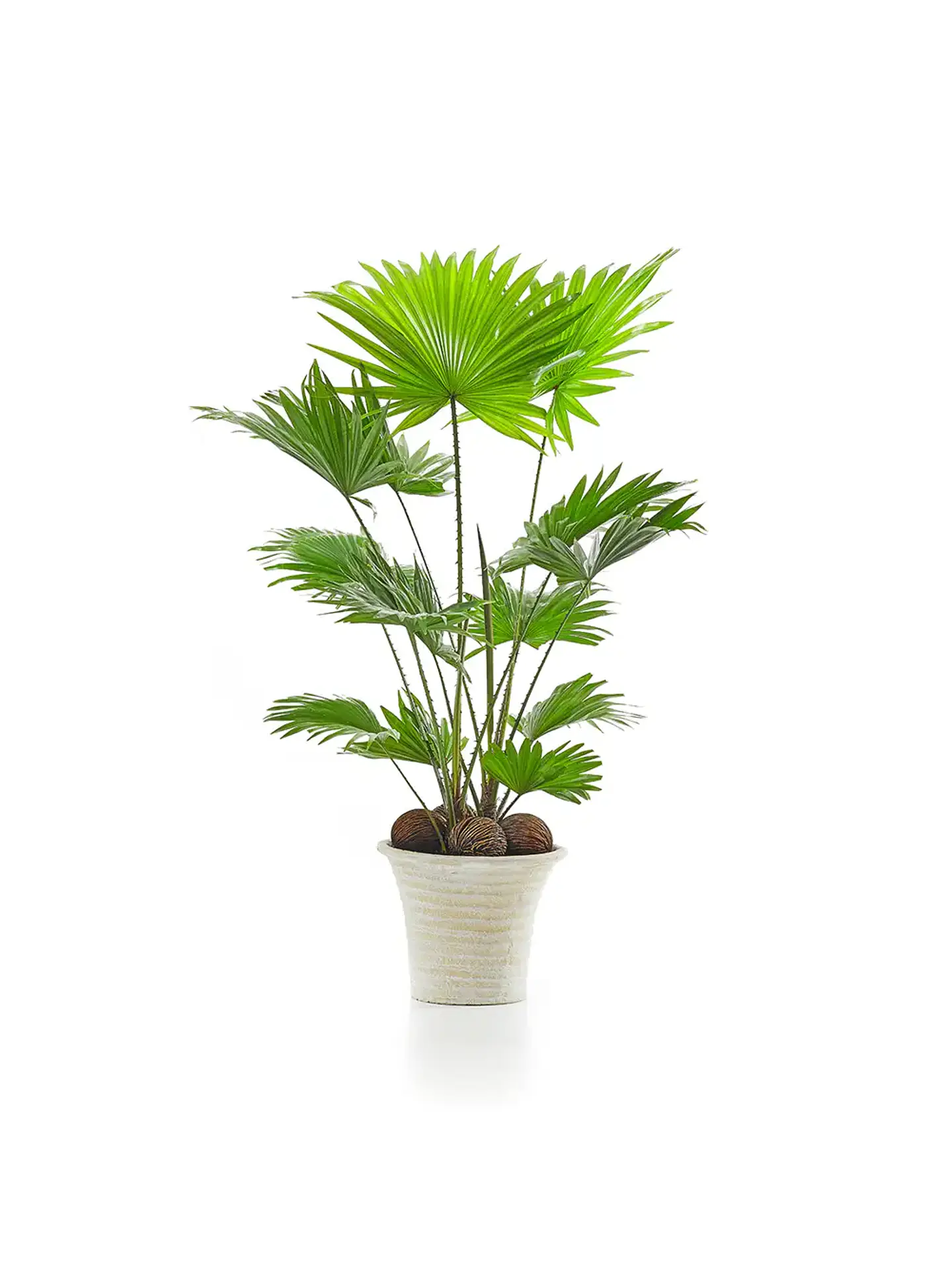 Demo - Set de plantas de interior 3