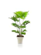Demo - Set de plantas de interior - Miniatura 3