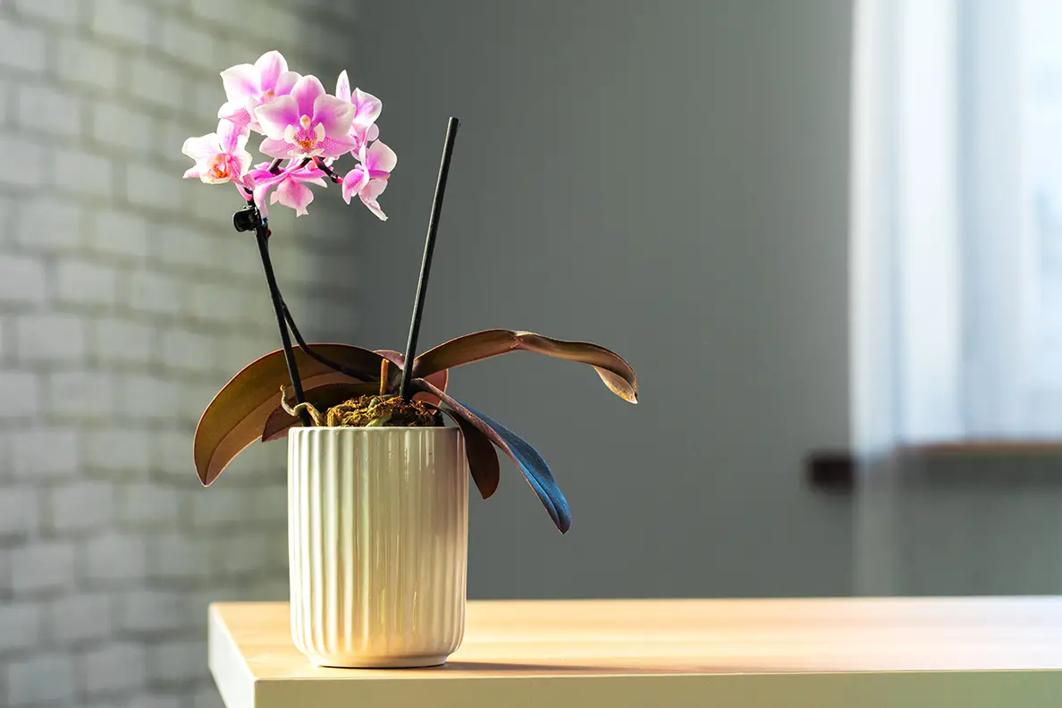 The Ephemeral Beauty: A Journey Through the Meaning of Flowers