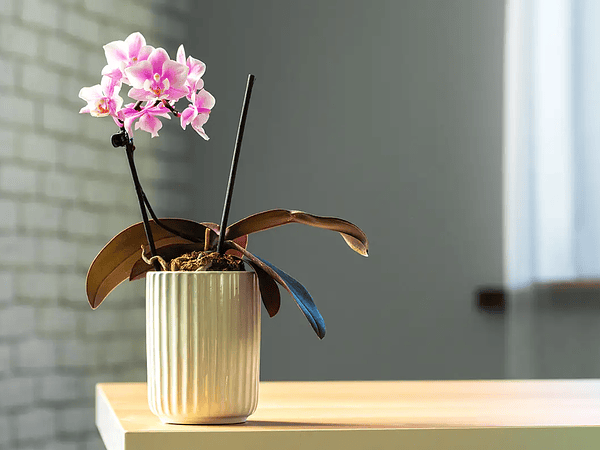 The Ephemeral Beauty: A Journey Through the Meaning of Flowers