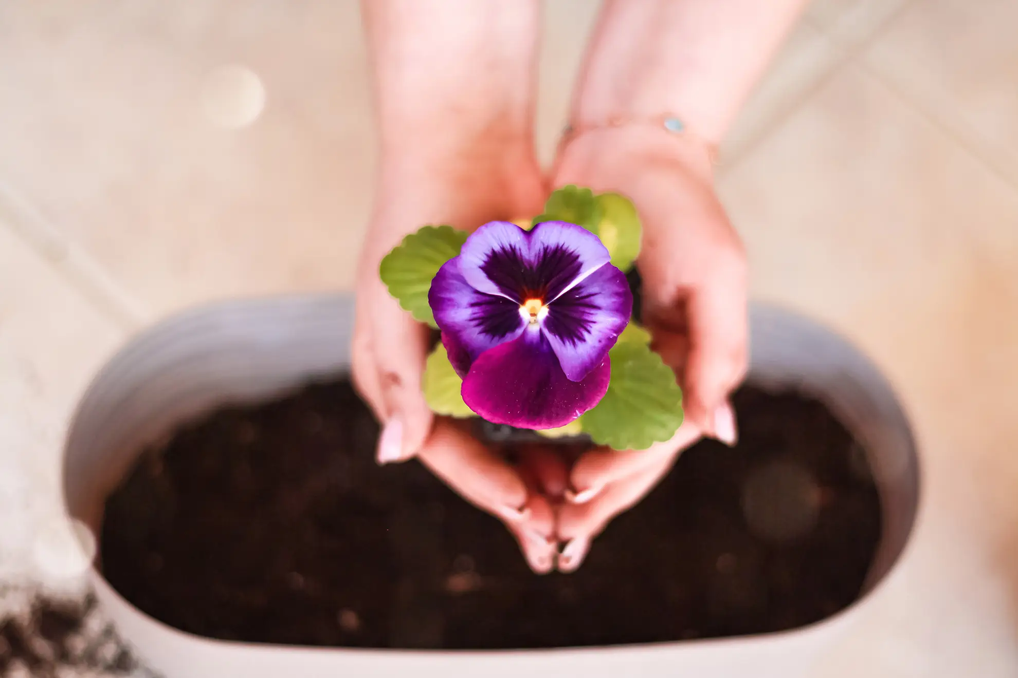 Home Floral Care: Tips to Make Your Arrangements Last Longer