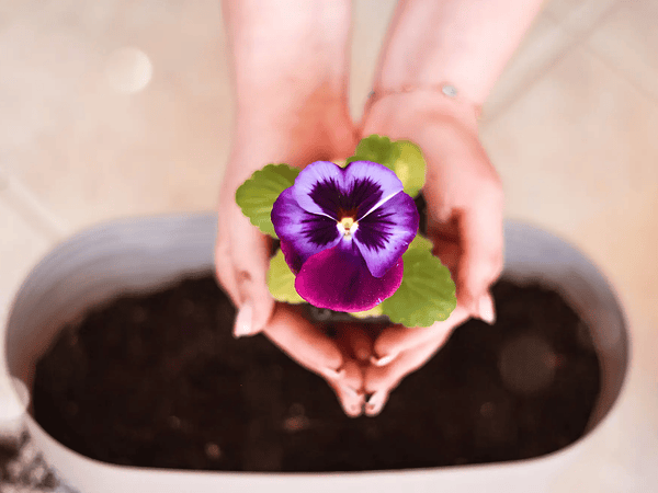 Home Floral Care: Tips to Make Your Arrangements Last Longer