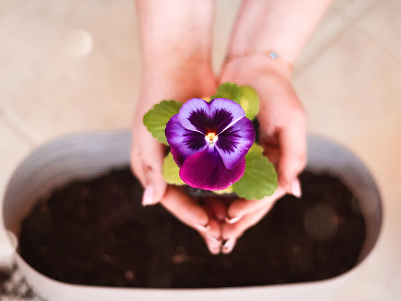 Home Floral Care: Tips to Make Your Arrangements Last Longer