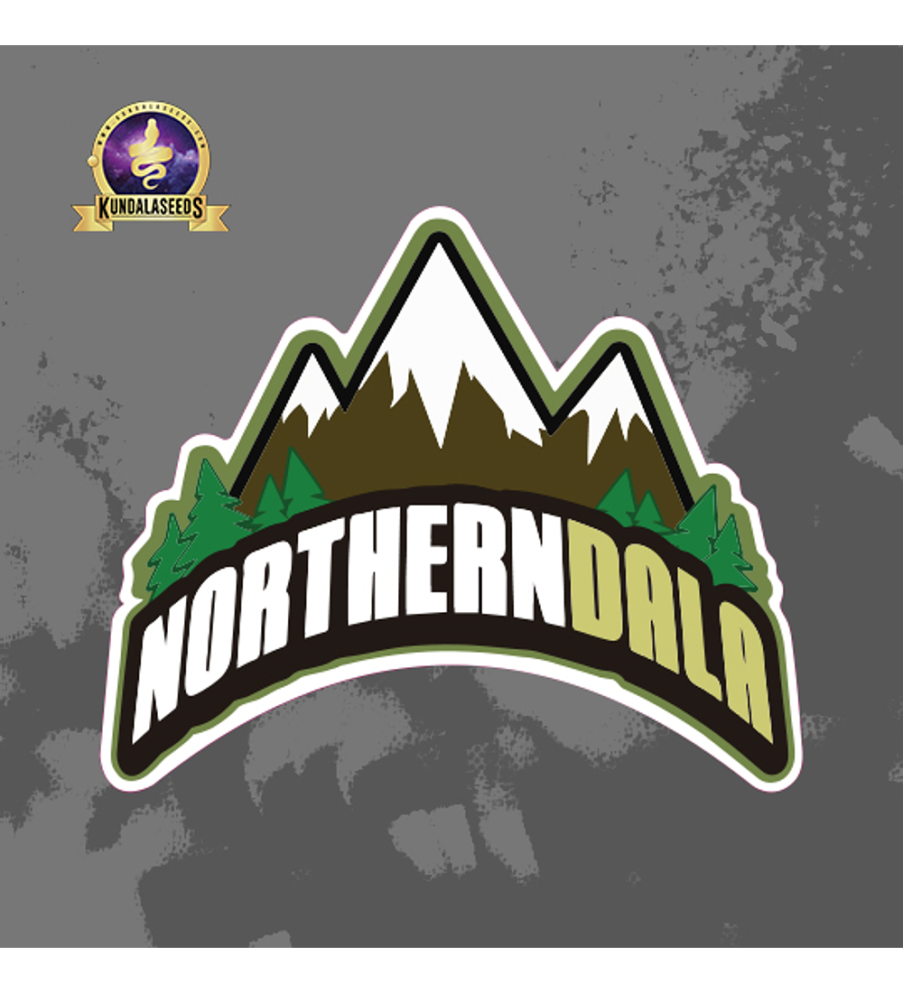 Northerndala  Kundalaseeds x3