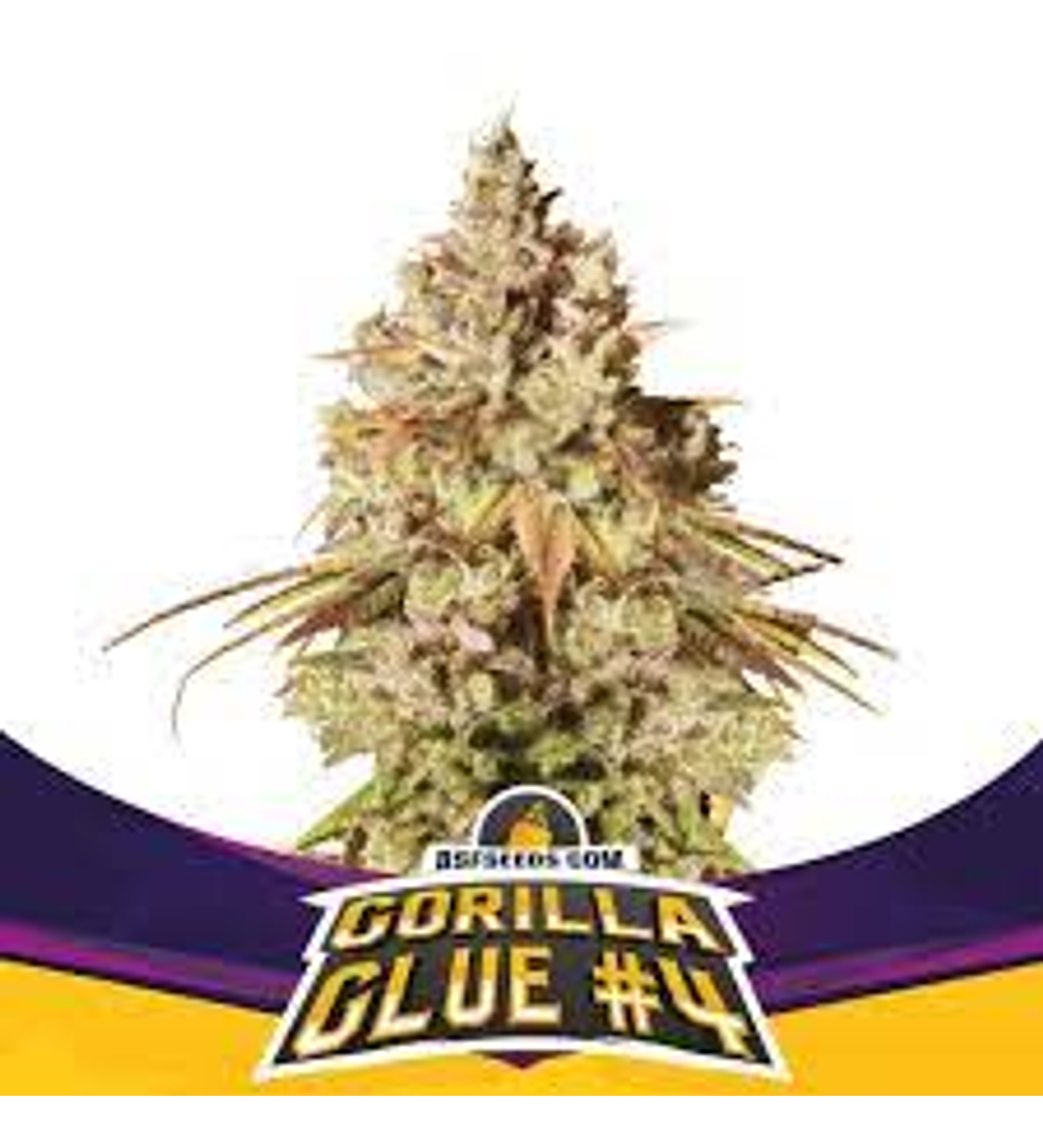 Gorilla Glue #4 - BSF SEEDS