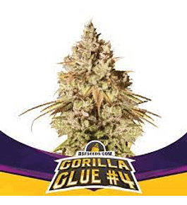 Gorilla Glue #4 - BSF SEEDS