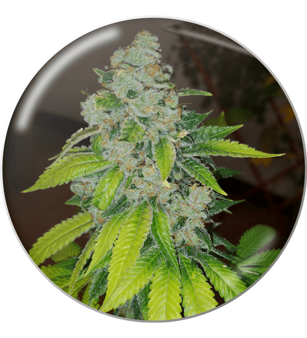 Medical Seeds Zkittlez (3 unidades)