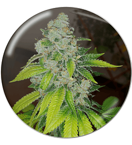 Medical Seeds Zkittlez (3 unidades)