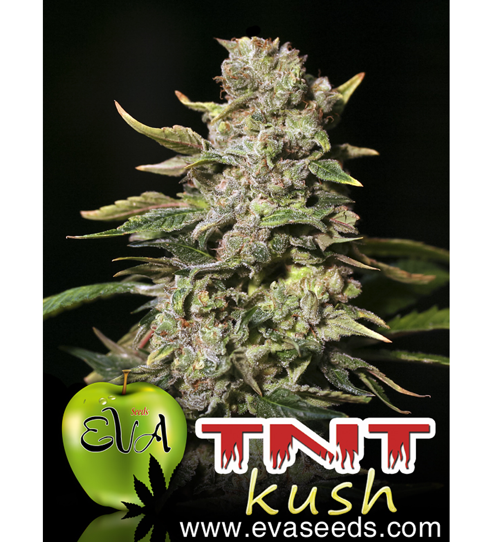 TNT KUSH 3 semillas