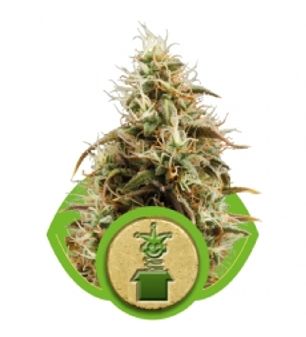 JACK HERER 3 semillas (Auto)