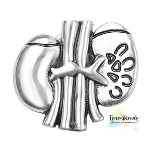 Pin Anatomía riñón