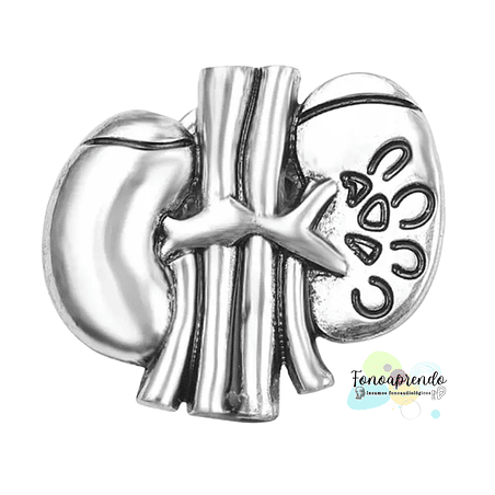 Pin Anatomía riñón 1