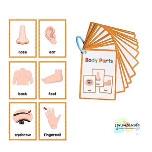 Tarjetas - partes del cuerpo en inglés