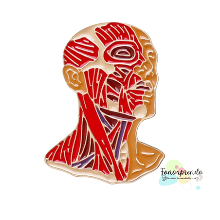 Motricidad orofacial 1