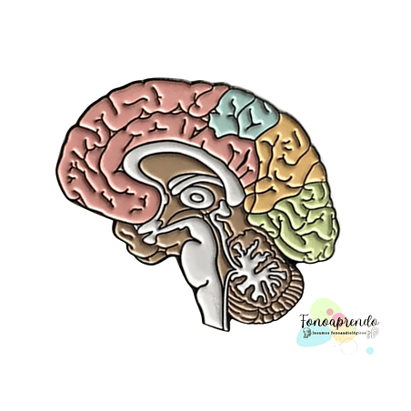 Pin Cerebro corte sagital 1