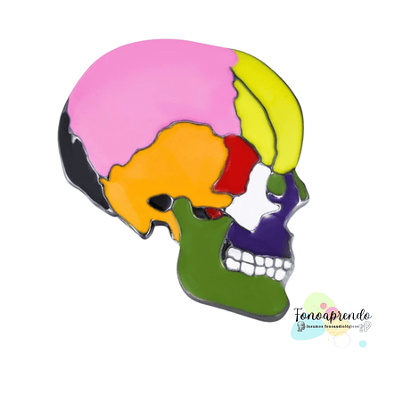 Cráneo color   1