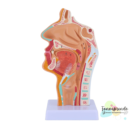 Cabeza y cuello, cavidad nasal, oral, laringe Corte Sagital 1