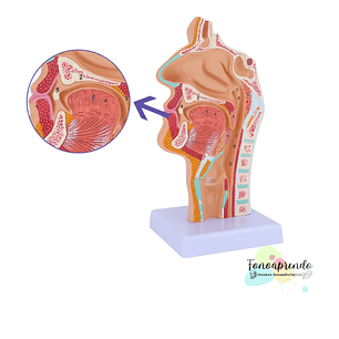 Cabeza y cuello, cavidad nasal, oral, laringe Corte Sagital