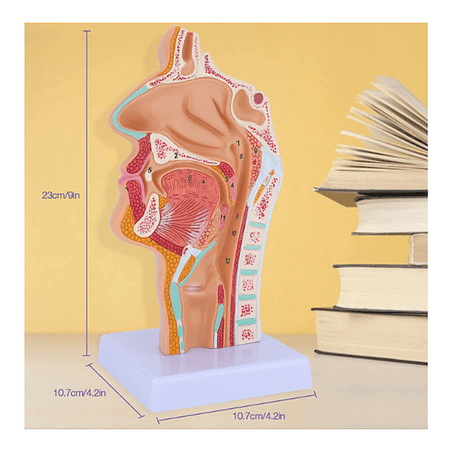Cabeza y cuello, cavidad nasal, oral, laringe Corte Sagital 3
